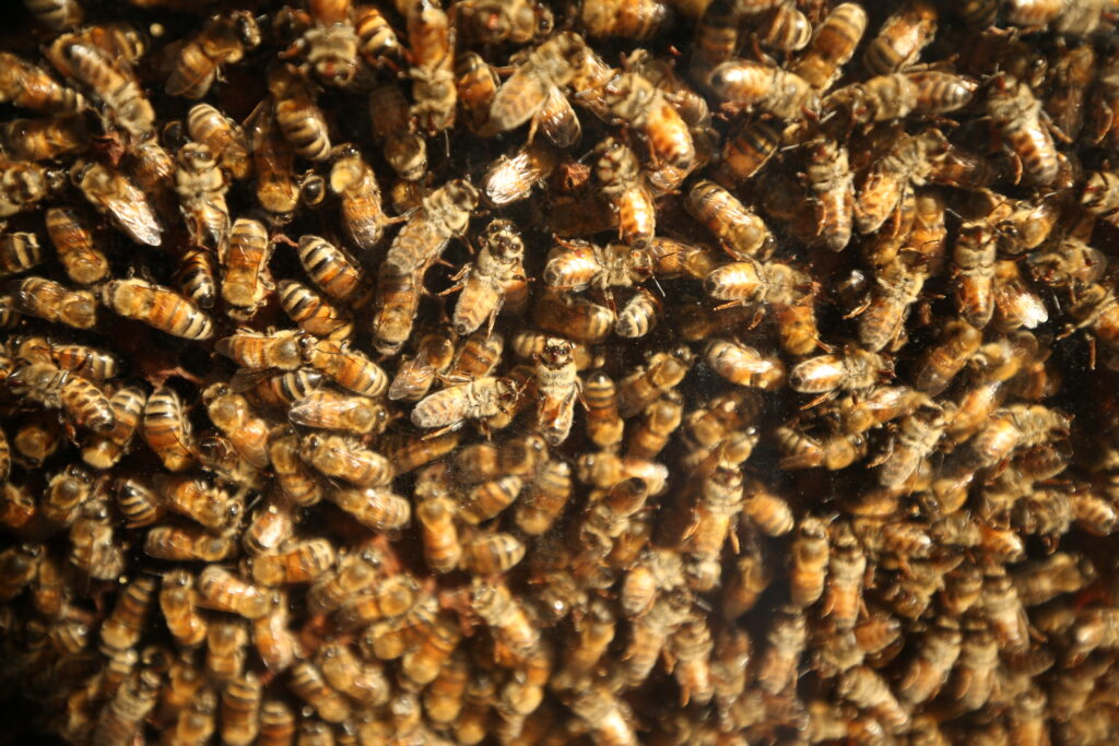 Beeeeeeee